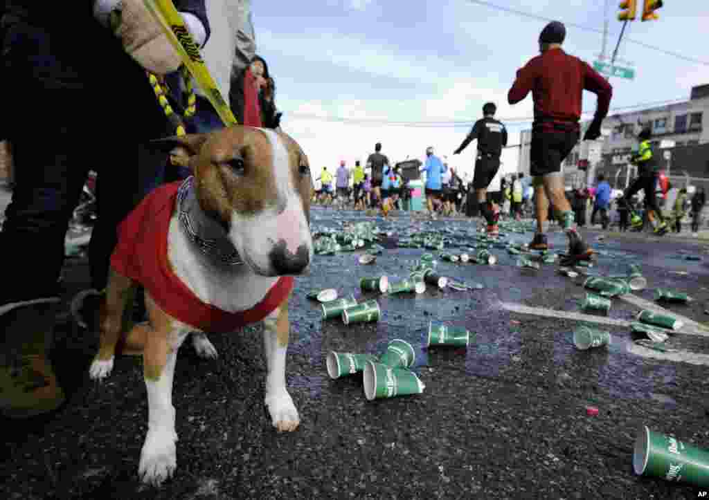 Beans, a Bull Terrier, who belongs to Lorenza Golden of Long Island City, watches runners trot amongst empty water cups along Vernon Blvd in Long Island City during the New York City Marathon on Nov. 2, 2014.