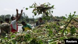 እምቦጭ አረምን ከጣና ላይ የማስወገድ ዘመቻ