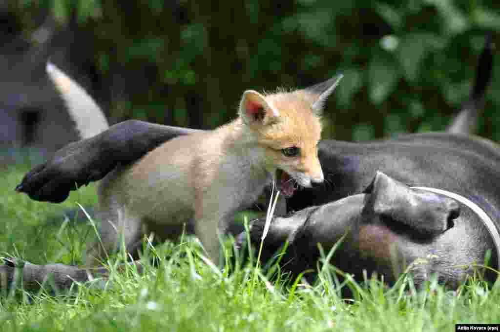 A fox cub and a dog playing in the garden of animal caretaker Reka Soter&#39;s house in Pomaz, Hungary, 29 May 2016.