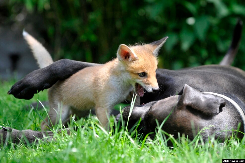 A fox cub and a dog playing in the garden of animal caretaker Reka Soter's house in Pomaz, Hungary, 29 May 2016.
