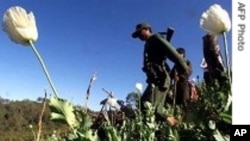 Narco Report on Burma