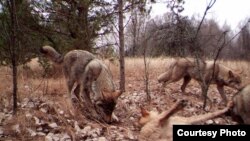 A pack of wolves visits a scent station in the Chernobyl Exclusion Zone. The photograph was taken by one of the remote camera stations and was triggered by the wolves' movement.(National Geographic)