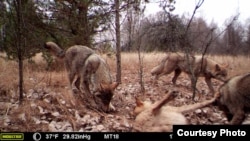 A pack of wolves visits a scent station in the Chernobyl Exclusion Zone. The photograph was taken by one of the remote camera stations and was triggered by the wolves' movement.(National Geographic)