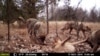 Wildlife ‘Abundant’ in Chernobyl Exclusion Zone 