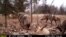 A pack of wolves visits a scent station in the Chernobyl Exclusion Zone. The photograph was taken by one of the remote camera stations and was triggered by the wolves' movement.(National Geographic)