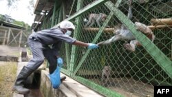 Un gardien du Centre interdisciplinaire de recherche médicale de Franceville (CIRMF, Centre Interdisciplinaire Médical de Recherches de Franceville) nourrit un singe en cage dans une résidence privée à Franceville, le 25 novembre 2020.