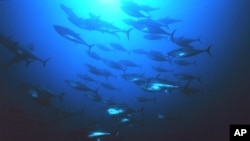 The Atlantic bluefin tuna population has declined by 80 percent since 1970. The prized-fish is the gold standard of high-end sushi.