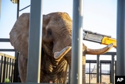 Charley enters his adaption enclosure at the Shambala Private Game Reserve, South Africa, to get used to his new home, Aug. 19, 2024. (Four Paws via AP)