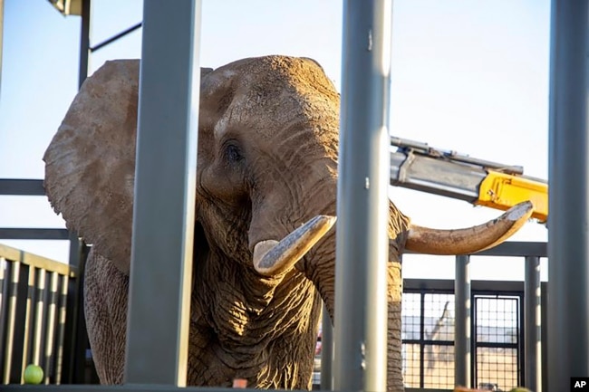 Charley enters his adaption enclosure at the Shambala Private Game Reserve, South Africa, to get used to his new home, Aug. 19, 2024. (Four Paws via AP)