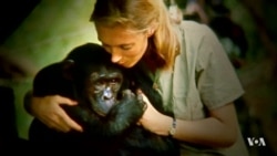 Jane Goodall Documentary Shows Development in Understanding of Man and Chimp