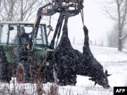 Bangkai seekor kerbau air sedang dipindahkan dengan traktor di sebuah peternakan di Hoppegarten dekat Berlin, timur laut Jerman, 10 Januari 2025, setelah dilaporkannya tiga kasus penyakit mulut dan kuku (PMK) hewan di negara itu. (Odd ANDERSEN / AFP)