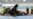 Four Dead After Helicopters Collide in Australia