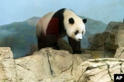 Giant panda Xiao Qi Ji roams in his enclosure at the Smithsonian's National Zoo in Washington, Thursday, Sept. 28, 2023. (AP Photo/Jose Luis Magana)