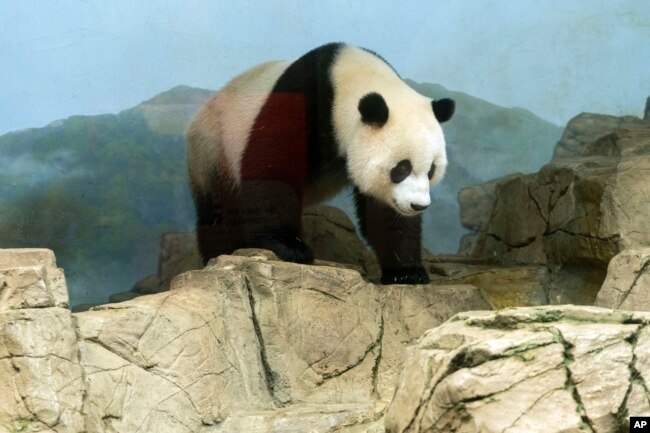 Giant panda Xiao Qi Ji roams in his enclosure at the Smithsonian's National Zoo in Washington, Thursday, Sept. 28, 2023. (AP Photo/Jose Luis Magana)