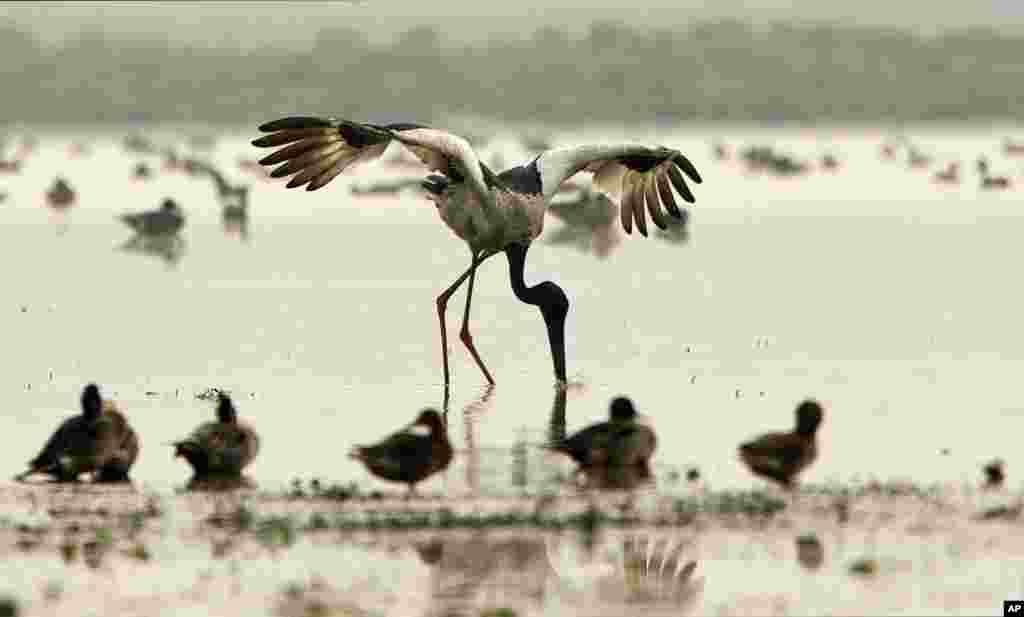 Cegonha toma pequeno-almoço em Pobitora um santuário de aves em Gauhati, na Índia.