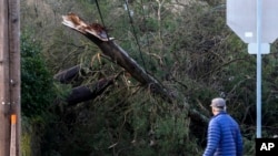 A man looks at a tree that fell on power lines during a major storm in Issaquah, Wash., Nov. 22, 2024.