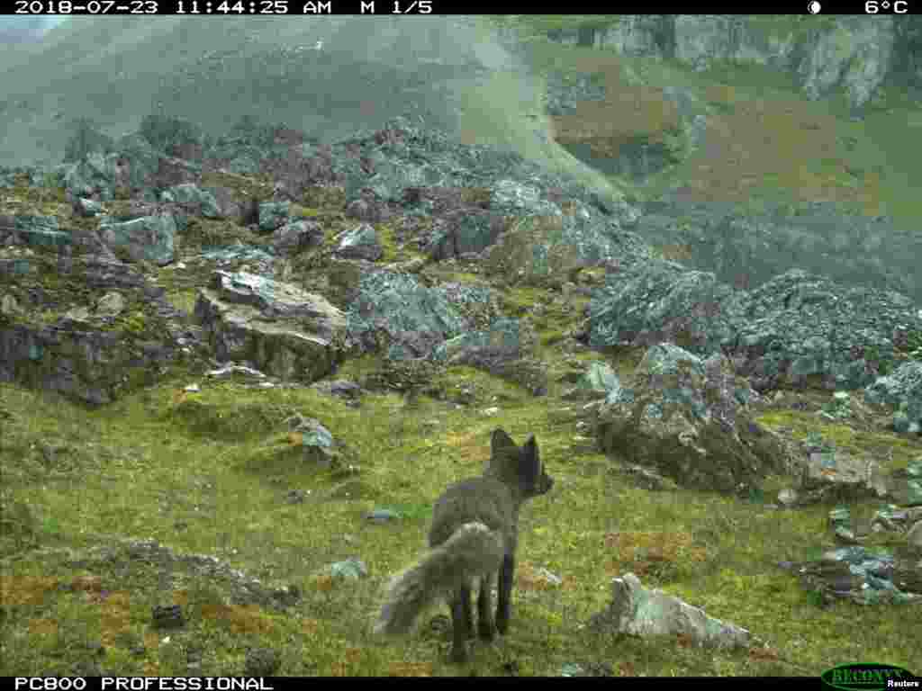 An arctic fox of the blue color morph is pictured in this camera-trap photo taken in Svalbard, Norway, July 23, 2018 obtained on July 3, 2019. The Norwegian Polar Institute said the young female fox traveled 4,415 kilometers (2,737 miles) across the arctic ice from Svalbard islands to Canada&#39;s Ellemere Island in four months. (Credit: Eva Fuglei)