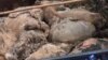 民眾憂黃浦江漂浮死豬 水質受污染