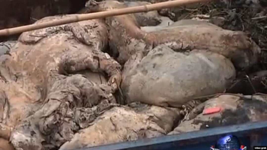 江中打撈上來的死豬(視頻截圖)