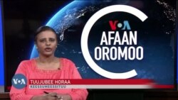 Tamsaasa Guyaadhaa Guyyaa