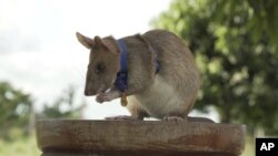 FILE- In this undated photo issued by the PDSA, People's Dispensary for Sick Animals, Cambodian landmine detection rat, Magawa is photographed wearing his PDSA Gold Medal, the animal equivalent of the George Cross, in Siem, Cambodia. (PDSA via AP)
