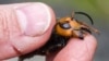 Experts Dismiss Worry about US 'Murder Hornets' as Hype