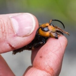 In this April 23, 2020, photo provided by the Washington State Department of Agriculture, a researcher holds a dead Asian giant hornet in Blaine, Wash. The world's largest hornet, a 2-inch long killer with an appetite for honey bees, has been found in Washington state and entomologists are making plans to wipe it out. Dubbed the "Murder Hornet" by some, the Asian giant hornet has a sting that could be fatal to some humans. It is just now starting to emerge from hibernation. (Karla Salp/Washington State Department of Agriculture via AP)