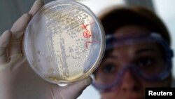 Một nhân viên phòng thí nghiệm tìm kiếm vi khuẩn E.coli trong các tế bào thực vật.