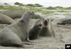 Elephant seals and their pups occupy Drakes Beach, Friday, Feb. 1, 2019, in Point Reyes National Seashore, California. (AP Photo/Eric Risberg)