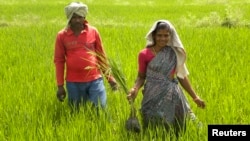 FILE - Tribal villager, Kowasalya Thati (R), 35, tends to her rice paddy crop with her husband in Khammam district, India's southern state of Andhra Pradesh, March 20, 2012. 