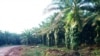 Lokasi di mana Marius Betera menanam pohon pisang di tengah perkebunan sawit Korindo Group.(Foto: Luwy Leunufna/Korindo)