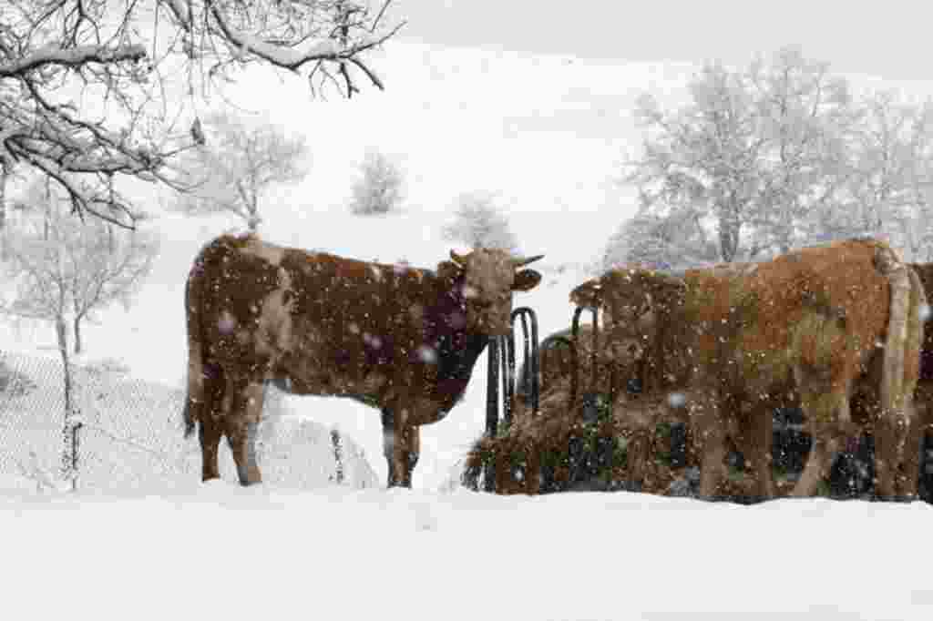 Cattle stand in a snow storm in the village of Tona near Barcelona, February 2, 2012. (Reuters)