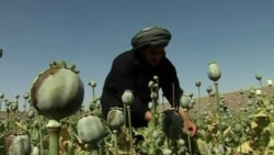 Afghan Opium Crop Headed for Record High