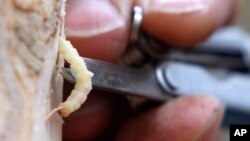 Warmer conditions brought on by climate change are producing more hospitable environments for pests such as the emerald ash borer (seen here).