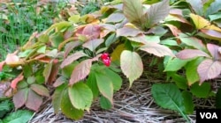 Ginseng berries ripen to a bright red by September in central Wisconsin. (C. Guensburg/VOA)