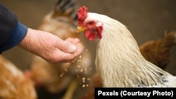 Chickens find themselves in many English expressions. And one relates to our sins or mistakes. Listen to find out more!