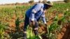 Zimbabwean farmers in Botswana