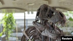 FILE: A 67-million-year-old T-Rex skeleton named "TRX-293 TRINITY Tyrannosaurus" is seen during a preview at Koller auction house in Zurich, Switzerland March 29, 2023. This king of dinosaurs is only the third such a creature ever offered at auction, and the first time in Europe.