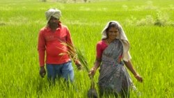 རྒྱ་ནག་གིས་རྒྱ་གར་ནས་འབྲས་ནང་འདྲེན།