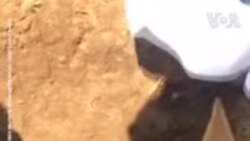 ԱՌԱՆՑ ՄԵԿՆԱԲԱՆՈՒԹՅԱՆ. Հարավային Աֆրիկայում հաջողվել է փոքրիկին դուրս բերել ծուղակից