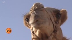 صحرائے سینا میں اونٹوں کی دوڑ چھ ماہ بعد پھر شروع