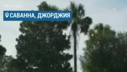 Аллигатор на прогулке