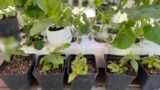 This May 9, 2023, image shows annual and vegetable seedlings being “hardened off,” or gradually acclimated to outdoor weather conditions, in Glen Head, NY. (Jessica Damiano via AP)