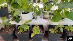 This May 9, 2023, image shows annual and vegetable seedlings being “hardened off,” or gradually acclimated to outdoor weather conditions, in Glen Head, NY. (Jessica Damiano via AP)