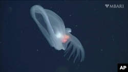 Otro ángulo del misterioso misterioso Bathydevius caudactylus, en una imagen proporcionada por el Acuario y el Instituto de Investigación de la Bahía de Monterey, observado por el vehículo operado a distancia (ROV) en el centro de California. (MBARI vía AP).