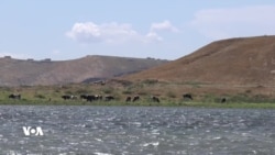 Li Gundewarê Kobanîyê Lehîya Feratê Krîzeke Mirovahî û Jîngehî Peyda Kiriye