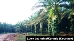 Lokasi di mana Marius Betera menanam pohon pisang di tengah perkebunan sawit Korindo Group.(Foto: Luwy Leunufna/Korindo)