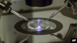 In this Aug.14, 2013 file photo, an in vitro fertilization embryologist works on a petri dish at a fertility clinic in London. (AP Photo/Sang Tan, file)