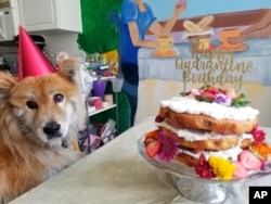 A dog named Penny sits next to a naked strawberry chamomile cake AP reporter Terry Tang made to celebrate her birthday in isolation during the COVID-19 pandemic in Phoenix, June 2020.