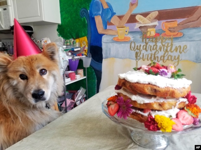 A dog named Penny sits next to a naked strawberry chamomile cake AP reporter Terry Tang made to celebrate her birthday in isolation during the COVID-19 pandemic in Phoenix, June 2020.